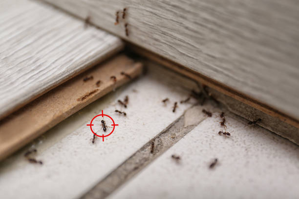 Best Termite Control Services  in Sleepy Hollow, WY