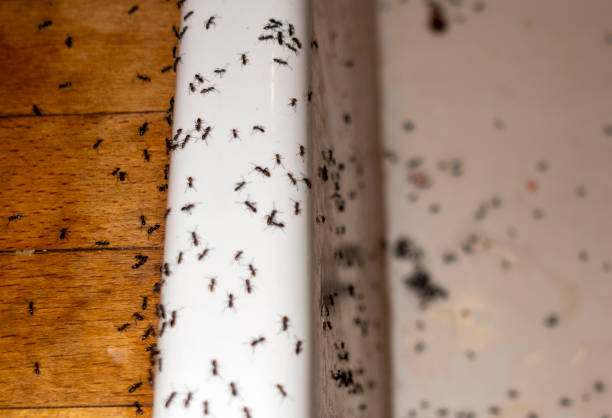Best Emergency Pest Control  in Sleepy Hollow, WY
