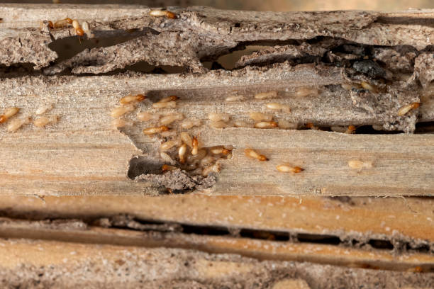Best Ant Control Services  in Sleepy Hollow, WY