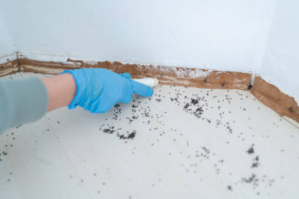 Best Termite Control Services  in Sleepy Hollow, WY